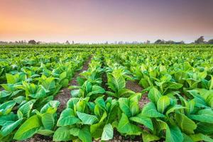 vista della pianta del tabacco nel campo nella provincia di sukhothai, nel nord della thailandia foto