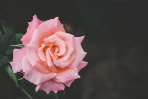 rosa fiore rosa in giardino. decorazione esterna domestica e concetto di giardinaggio foto