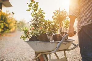 uomo che sposta molti alberi di rose nel suo giardino. decorazione esterna domestica e giardinaggio per il concetto di mese di san valentino foto