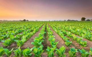 vista della pianta del tabacco nel campo nella provincia di sukhothai, nel nord della thailandia foto