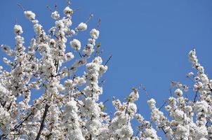 fiore di ciliegio foto