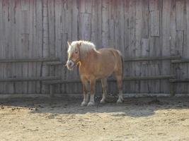 cavallo alias equus ferus caballus sottospecie di equus ferus animale foto