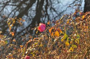 fiore rosa rosa foto