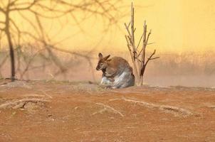 animale mammifero canguro foto