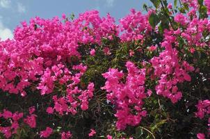 fiore di bouganville rosa foto