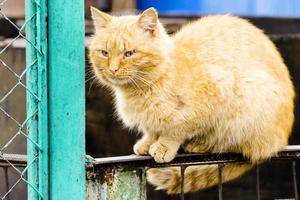 bellissimo gatto rosso si siede in primavera sul recinto foto