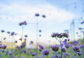 giardino di fiori di verbena nella stagione primaverile foto