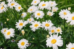 bella margherita sullo sfondo di erba verde sfocata e fogliame. primo piano del fiore di camomilla o camomilla nel campo. foto