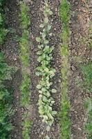 foglie verdi su aiuole nel campo vegetale. sfondo di giardinaggio con piante di insalata verde in piena terra, vista dall'alto foto