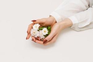mani snelle di belle donne con crisantemi bianchi nelle loro mani foto
