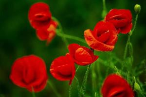 bellissimi papaveri rossi su sfondo verde naturale, bellissima cartolina foto