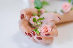 belle mani da donna con fiori di rosa rosa su sfondo bianco foto