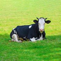 mucca sdraiata sull'erba verde. mucca in bianco e nero. bestiame in un campo verde. mucca al pascolo estivo foto
