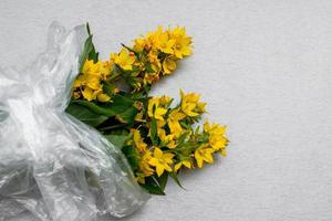 bouquet di fiori gialli in un sacchetto di cellophane su sfondo grigio. il concetto di conservazione ambientale, cura della natura foto