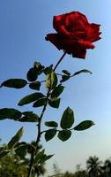 fiore di rosa rossa nel roseto. vista laterale. focalizzazione morbida. foto di alta qualità