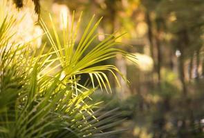 foglie di palma a ventaglio su uno sfondo sfocato foto