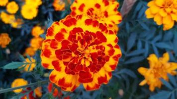 tagetes erecta, la calendula azteca, fiore che sboccia nel giardino. foto