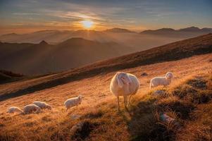 animali in libertà, al pascolo foto