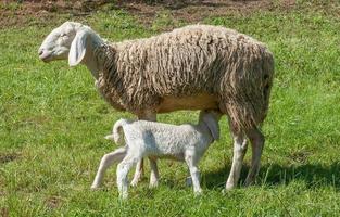 animali in libertà, al pascolo foto