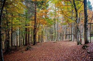 foresta in autunno foto