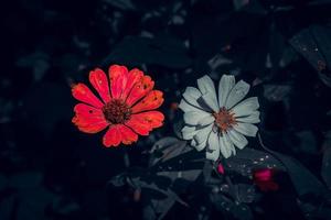 foto di 2 fiori di zinnia, uno rosso e l'altro bianco con un elegante effetto scuro