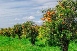 aranci - parco degli alberi foto