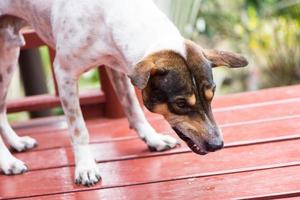 cane arrabbiato con i denti scoperti foto