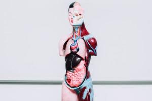 manichino di organi interni umani su sfondo bianco foto