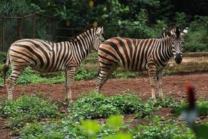 coppia di zebre che camminano al parco forestale foto