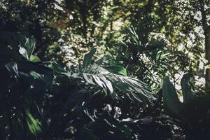 monstera deliciosa foglie in giardino. formaggio svizzero nella foresta tropicale al botanico. tono lunatico. foto