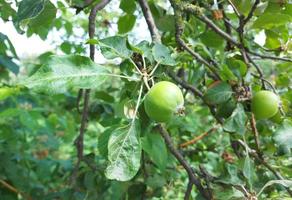 le mele crescono su un ramo in giardino. frutticoltura, orticoltura, pianta, estate. copia spazio. foto