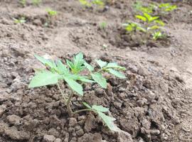 pomodoro che cresce in serra. piante da orto, orticoltura, foglie verdi. foto