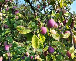 prugna che cresce nel giardino sui rami. cibo, pianta, albero. estate, frutta, giardinaggio. foto