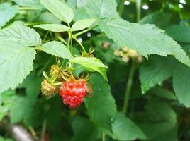 lamponi maturano su un ramoscello in giardino. bacche mature estive. frutti rossi e acerbi. giardinaggio in crescita. raccolto. foto