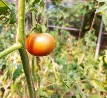 pomodoro cresce su un ramo nell'orto. coltivazione, giardinaggio. foto