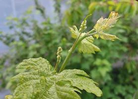 l'uva cresce nel giardino. giovani ramoscelli e foglie verdi. agricoltura, orticoltura, pianta, primavera, vegetazione. foto