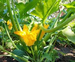 fiore di zucca gialla che fiorisce nel giardino. piante estate. coltivazione di ortaggi. foto