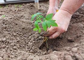 donna pianta piantine di pomodoro in una serra. giardinaggio. il processo di coltivazione degli ortaggi. foto