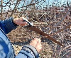 un uomo taglia un ramo di un albero con una sega in giardino. potatura primaverile. giardinaggio. rimozione delle piante danneggiate. foto