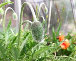 I germogli di papavero fioriranno presto in giardino in primavera. foglie verdi. foto