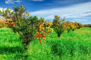 aranci - parco degli alberi foto