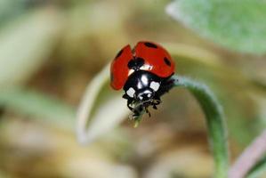 vista ravvicinata del decollo della coccinella foto