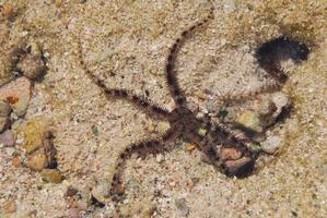 stelle marine sul fondo del mare foto