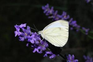 farfalla bianca seduta sulla lavanda foto