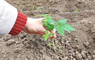 donna pianta piantine di pomodoro in una serra. giardinaggio. il processo di coltivazione degli ortaggi. foto