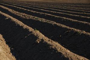 terreno agricolo con una terra scura foto