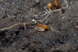formica e larva foto