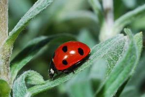 coccinella in discesa vista ravvicinata foto