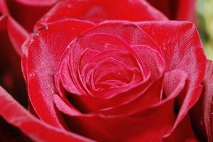 rosa rossa vista ravvicinata foto