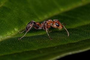 formica ramoscello femmina adulta foto